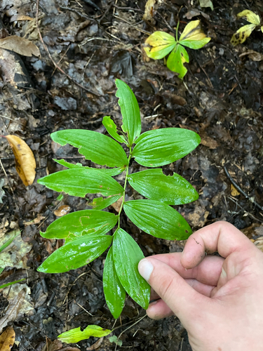 Polygonatum pubescens, photograph 5