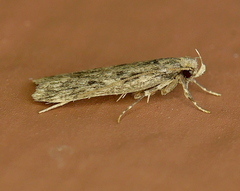 Martyringa ravicapitis