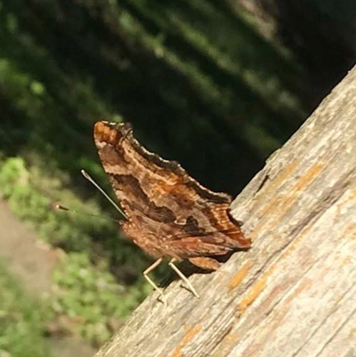 Eastern Comma