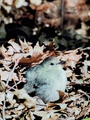 Dumetella carolinensis