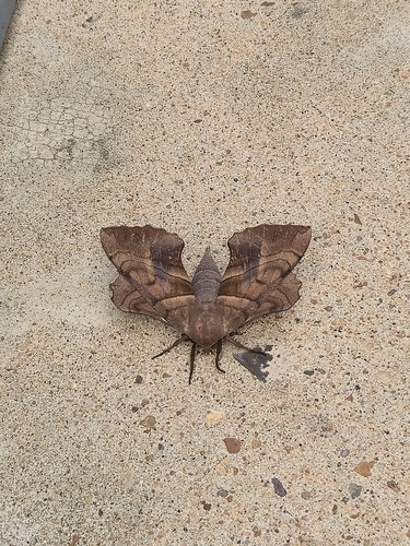 Walnut Sphinx