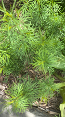 Coreopsis verticillata