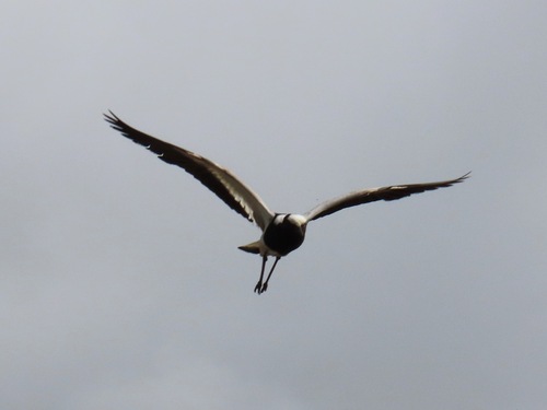 iNaturalist image