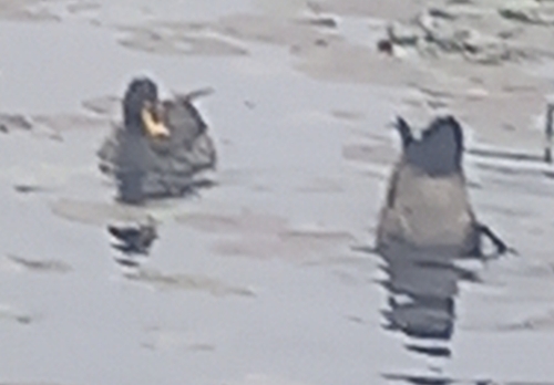 iNaturalist image
