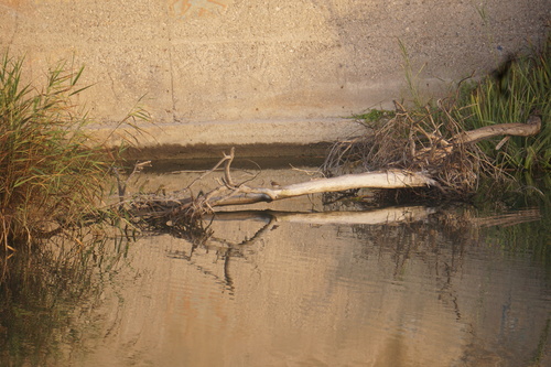 iNaturalist image