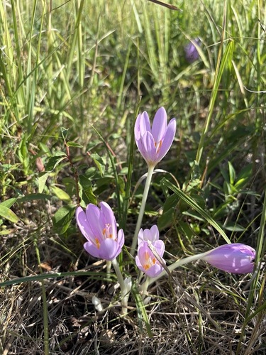 Autumn Crocus