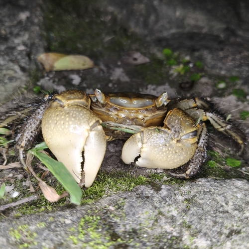 Orisarma neglectum