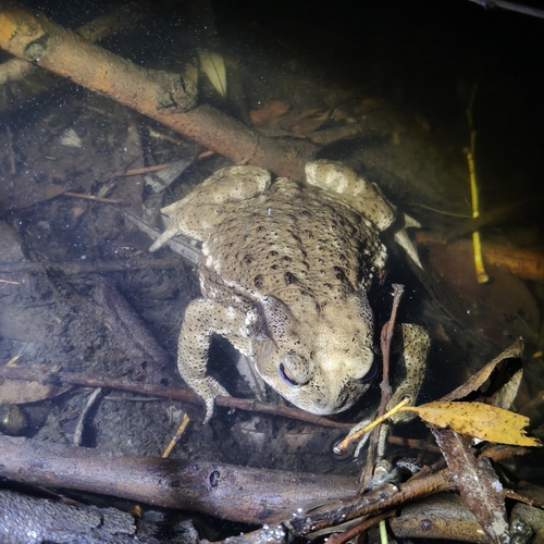 Asiatic Toad