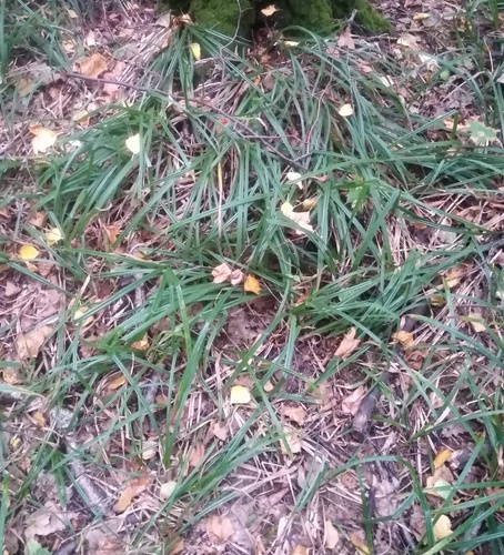 Наблюдение на iNaturalist