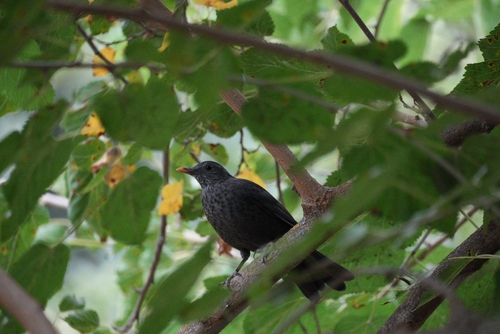 Eurasian Blackbird