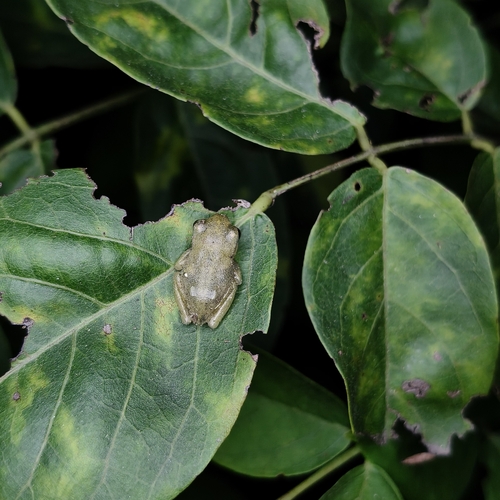 Common Chinese Tree Frog
