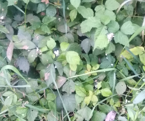 Наблюдение на iNaturalist