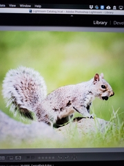 Sciurus carolinensis