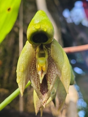 Catasetum integerrimum