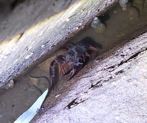 Red Swamp Crayfish
