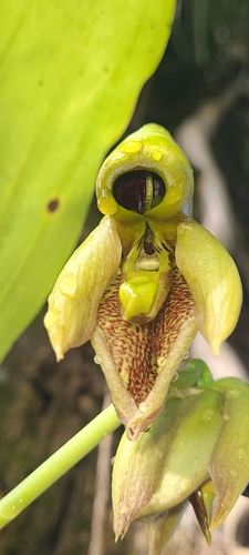 Catasetum integerrimum, photograph 2