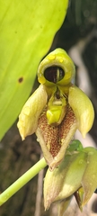 Catasetum integerrimum, photograph author not stated, no rights reserved