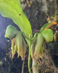 Catasetum integerrimum, photograph author not stated, no rights reserved