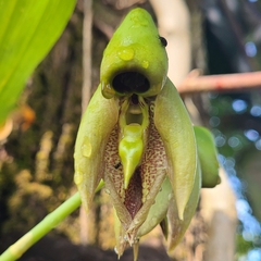 Catasetum integerrimum, photograph author not stated, no rights reserved