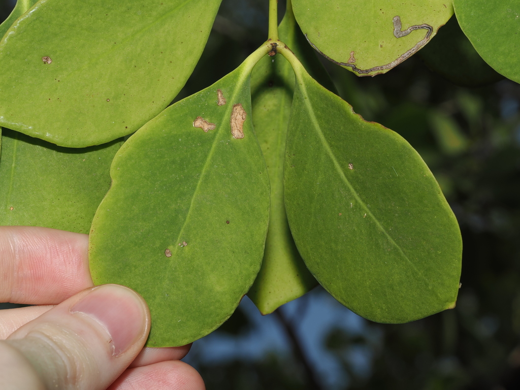 Sonneratia alba; photograph (c) Thomas Mesaglio, some rights reserved (CC BY)