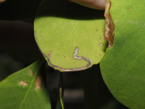 Sonneratia alba, photograph 3