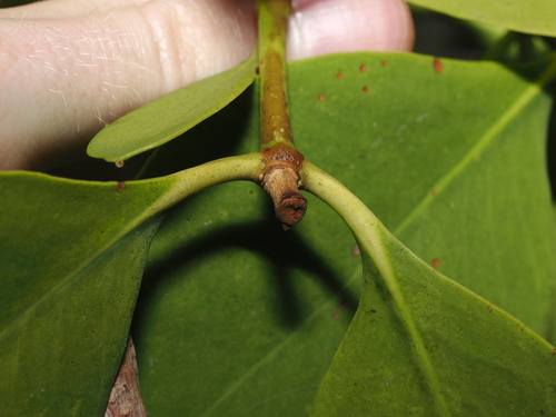Sonneratia alba, photograph 4