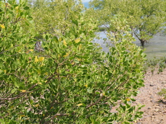 Lumnitzera racemosa