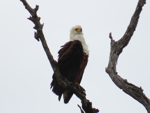 iNaturalist image
