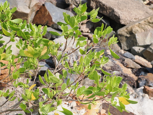 Lumnitzera racemosa, photograph 2