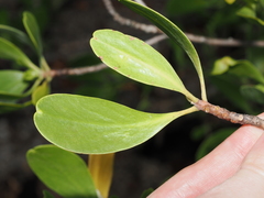 Lumnitzera racemosa, photograph (c) Thomas Mesaglio, some rights reserved (CC BY)