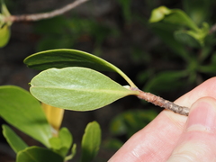 Lumnitzera racemosa, photograph (c) Thomas Mesaglio, some rights reserved (CC BY)