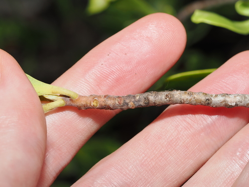 Lumnitzera racemosa, photograph 5