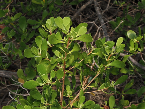 Lumnitzera racemosa, photograph 6