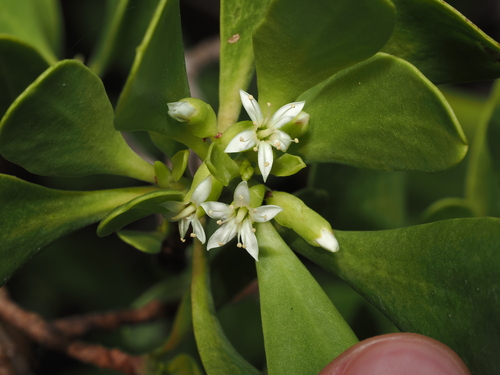 Lumnitzera racemosa, photograph 1