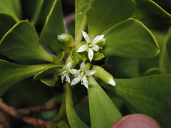 Lumnitzera racemosa, photograph (c) Thomas Mesaglio, some rights reserved (CC BY)