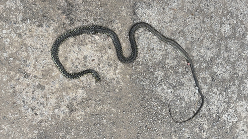 Green Whip Snake