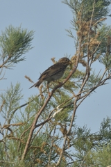 Emberiza calandra