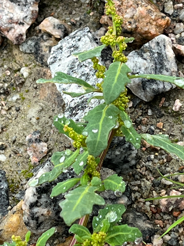 oak-leaved goosefoot