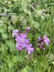 Silene dioica