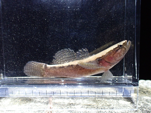 Eleotris fusca observed 2026-08-28