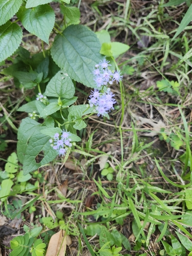 blue mistflower