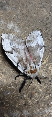 Lymantria plumbalis