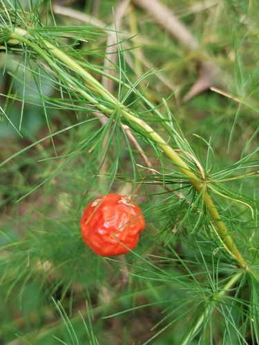 Asparagus tenuifolius