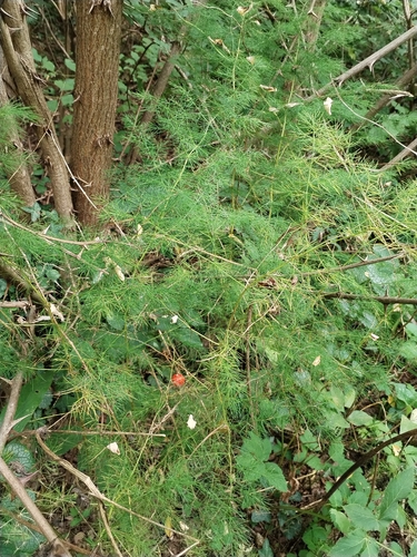 Asparagus tenuifolius, photograph 2