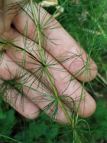 Asparagus tenuifolius, photograph 3