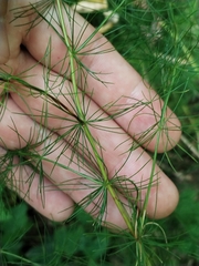 Asparagus tenuifolius, photograph (c) Dino Babić, some rights reserved (CC BY)