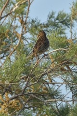 Emberiza calandra