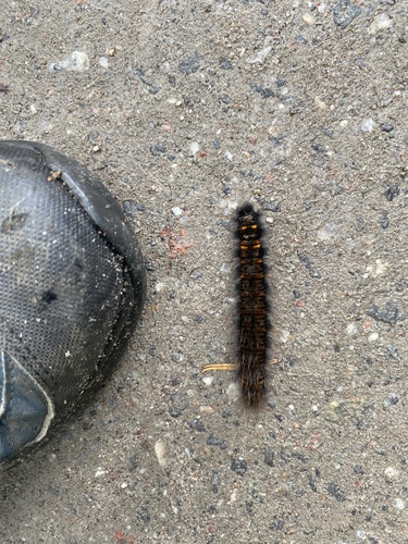 Fox Moth