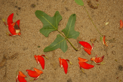 Erythrina livingstoniana image