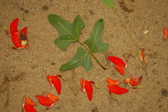Image of Erythrina livingstoniana